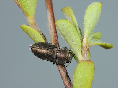 Anilara sp. Peebinga, PL5792, female, on Leptospermum myrsinoides foliage, SE